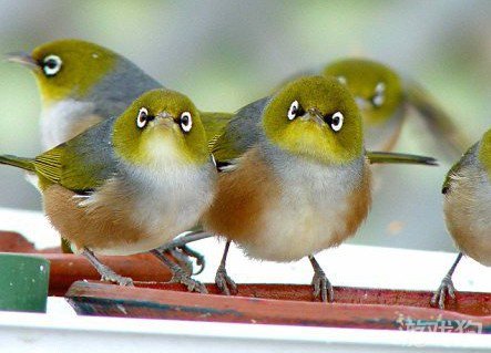 愤怒的小鸟现实版澳洲雀2
