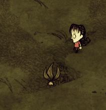 饥荒曼德拉草怎么找曼德拉草属性介绍_饥荒_