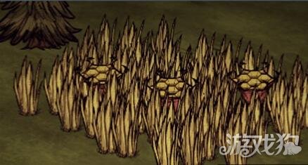 饥荒干草丛陷阱暗藏杀机的杀人干草丛