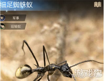 小小蚁国细足蜘蛛蚁强度介绍 提升孵化速度