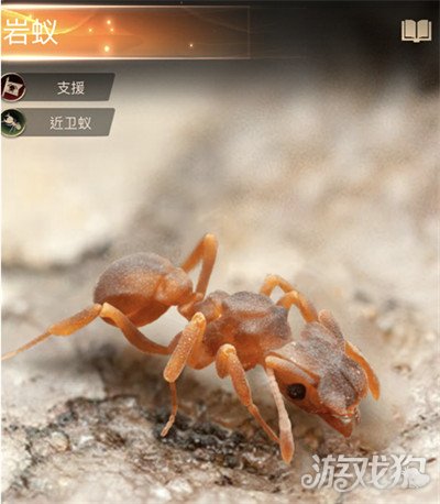 小小蚁国岩蚁介绍 橙色支援特化蚁