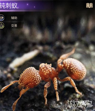 小小蚁国钝刺蚁强度怎么样 最强交易特化蚁