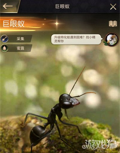 小小蚁国特化蚁排行 谁是最强特化蚁