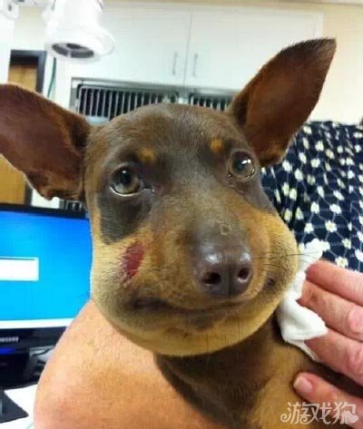 脸被打肿的狗表情包图片