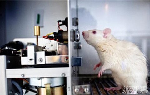 斯金纳老鼠迷箱实验图片